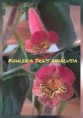 /album/fotogaleria-kohlerie/kohleria-srg%c2%b4s-andalusia-jpg/